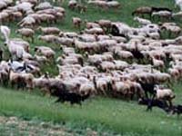 cane paratore/toccatore al lavoro con le pecore